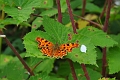 comma, butterfly, comma butter-1